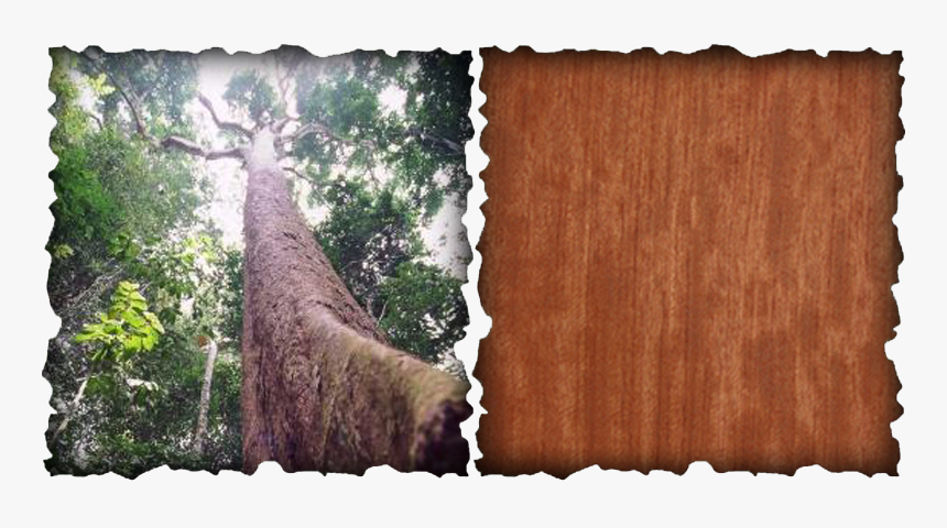 Clip Art Wood Properties Bubinga Trees - Bubinga Tree, HD Png Download, Free Download
