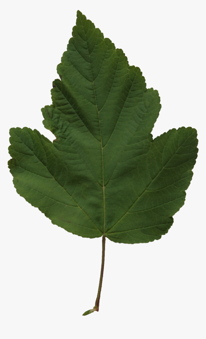 Texture Leaf Png, Transparent Png, Free Download