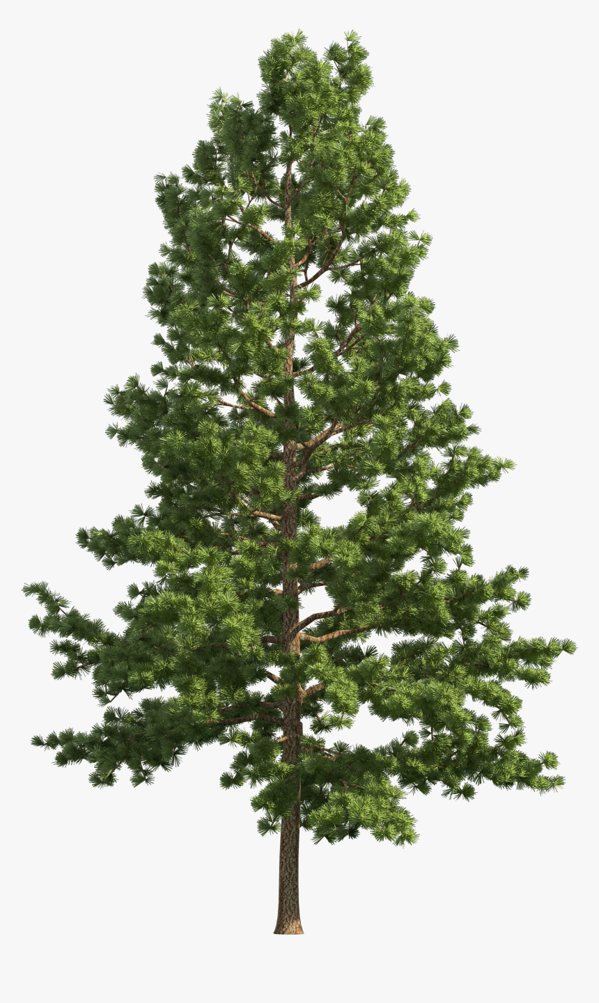 Pine Tree Png Transparent - Pine Tree Transparent Background, Png Download, Free Download
