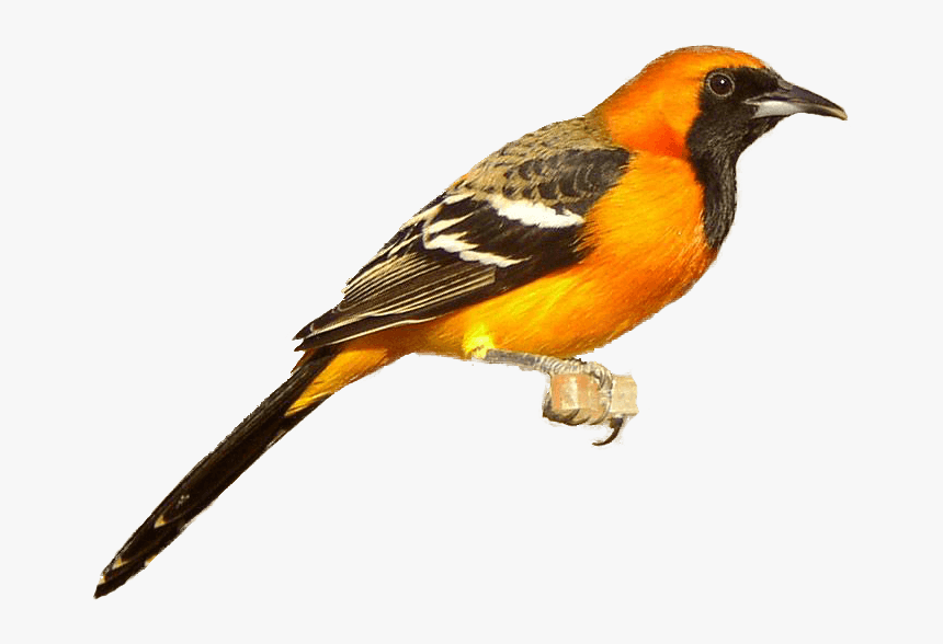 Orioles Cliparts - Baltimore Oriole White Background, HD Png Download, Free Download