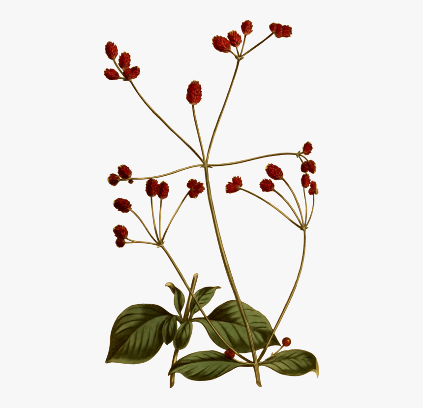 Plant,flora,leaf - Vintage Botanical Illustration Png, Transparent Png, Free Download