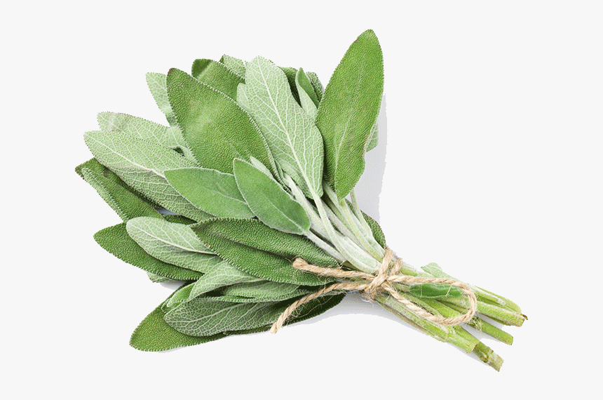 Plant,common Sage,herb,sage - טיהור הבית עם מרווה טריה, HD Png Download, Free Download