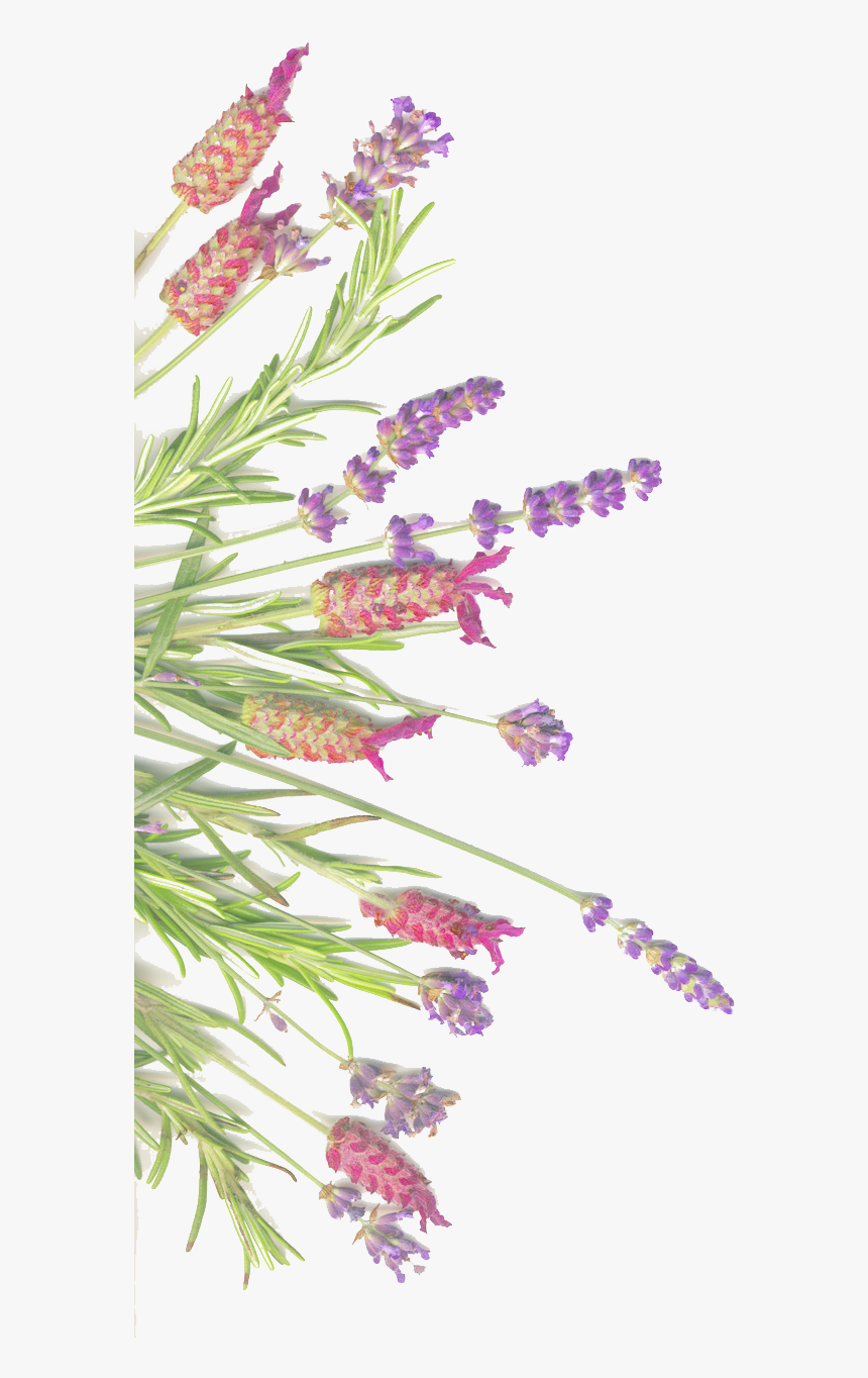 And On Herb Sage Lavender Isolated Common Clipart - Medicinal Lavender Sage Png, Transparent Png, Free Download