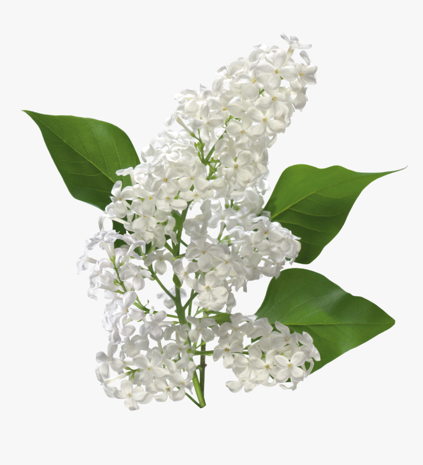 Flower,plant,lilac,lily Of The Valley,flowering Plant,lilac,cut - White Lilac Png, Transparent Png, Free Download