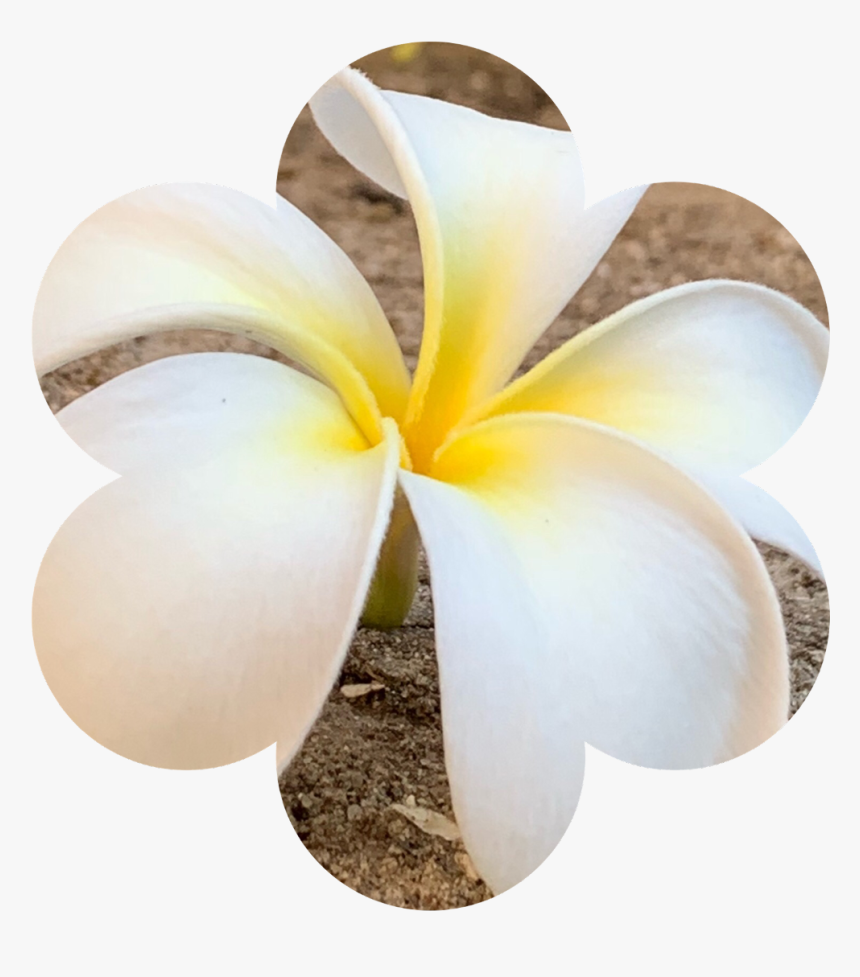 Frangipani, HD Png Download, Free Download