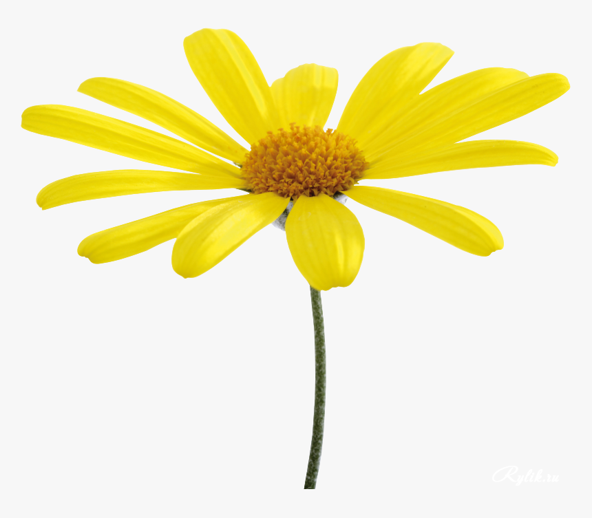 Flower Yellow Oxeye Daisy - Yellow Daisies Transparent Background, HD Png Download, Free Download