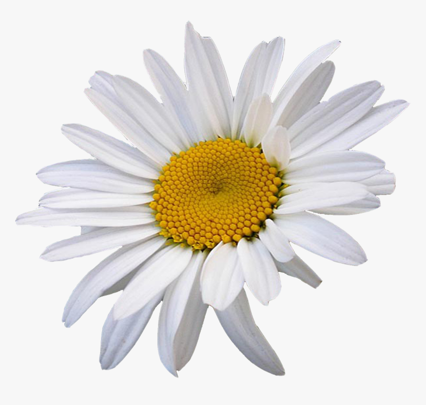 Oxeye Daisy Common Daisy Flower Chamomile Clip Art - Oxeye Daisy Png, Transparent Png, Free Download