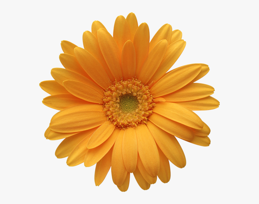 Daisy Flowers Png Free Image Download - Barberton Daisy, Transparent Png, Free Download
