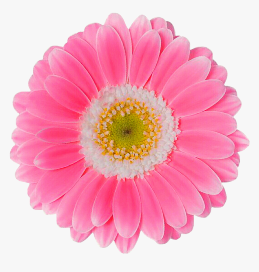 Pink Daisy Png - Pink Daisy Flower Png, Transparent Png, Free Download