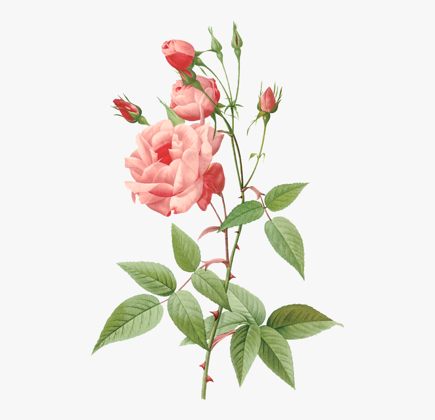 Pierre Joseph Redout Painting - Rose Flower Botanical Png, Transparent Png, Free Download