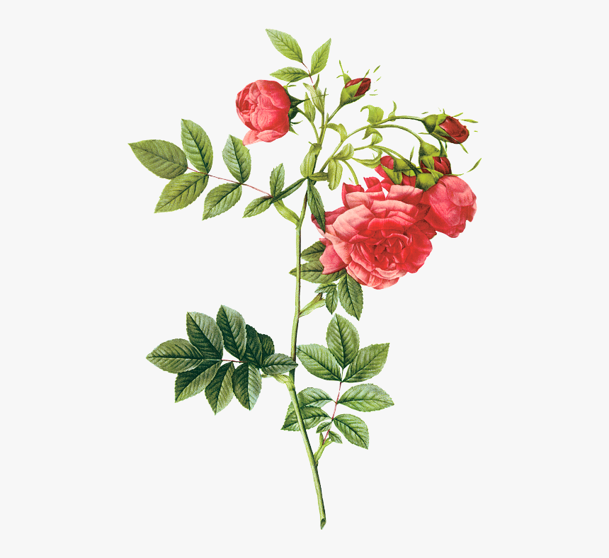 Painted Flowers, Background Aljanh - Pierre Joseph Redouté Flowers, HD Png Download, Free Download