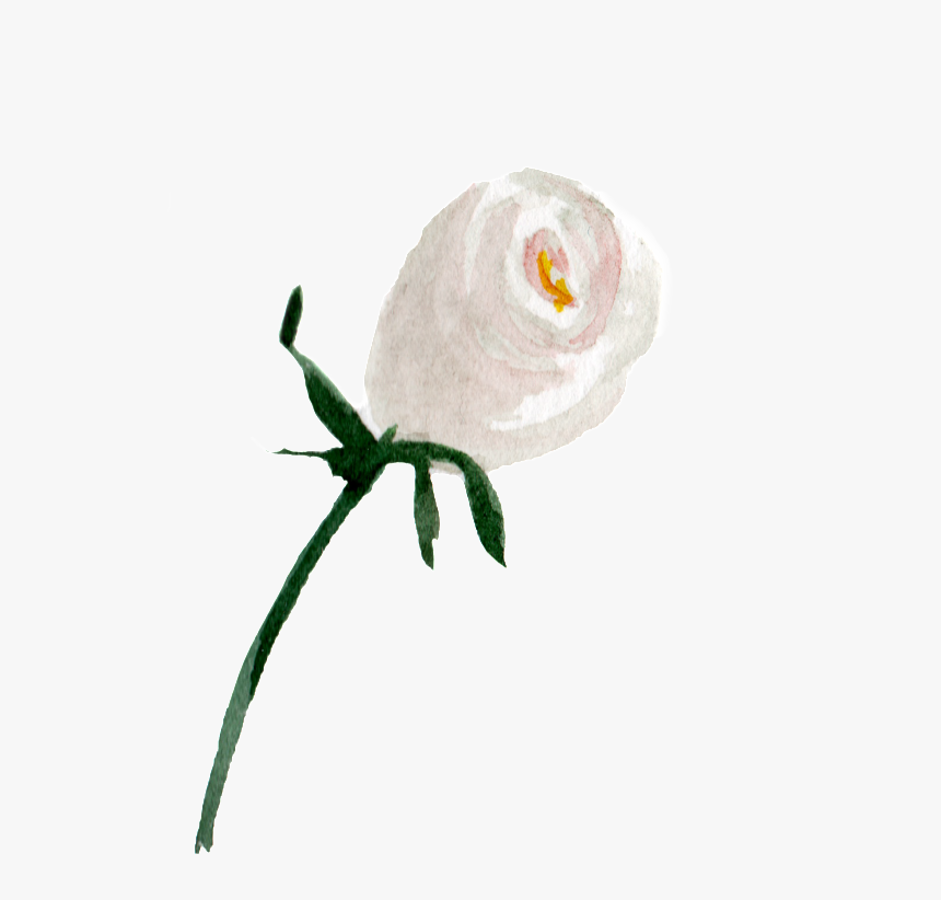 Transparent White Watercolor Png - Garden Roses, Png Download, Free Download