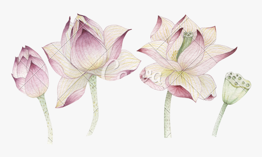 Flowers Painted In Photos By Canva - Lotus, HD Png Download, Free Download