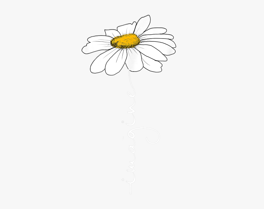 Oxeye Daisy, HD Png Download, Free Download