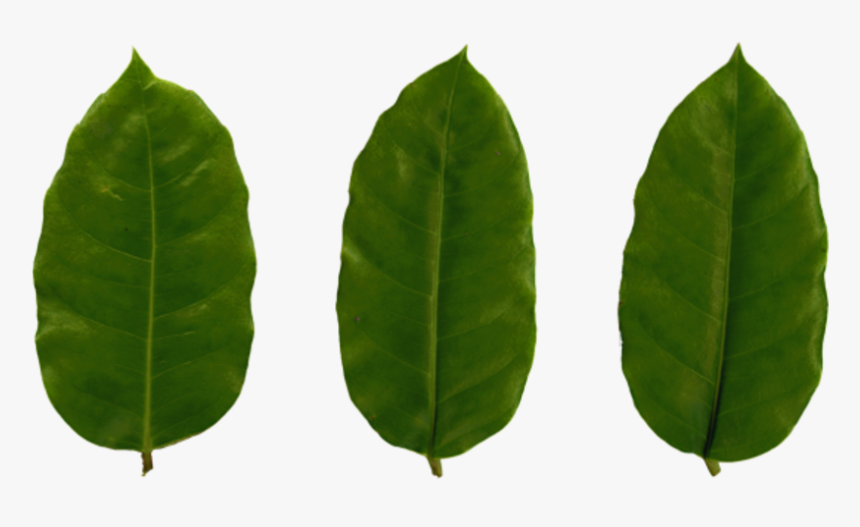 Plastic Texture Png , Png Download - Buttonbush, Transparent Png, Free Download