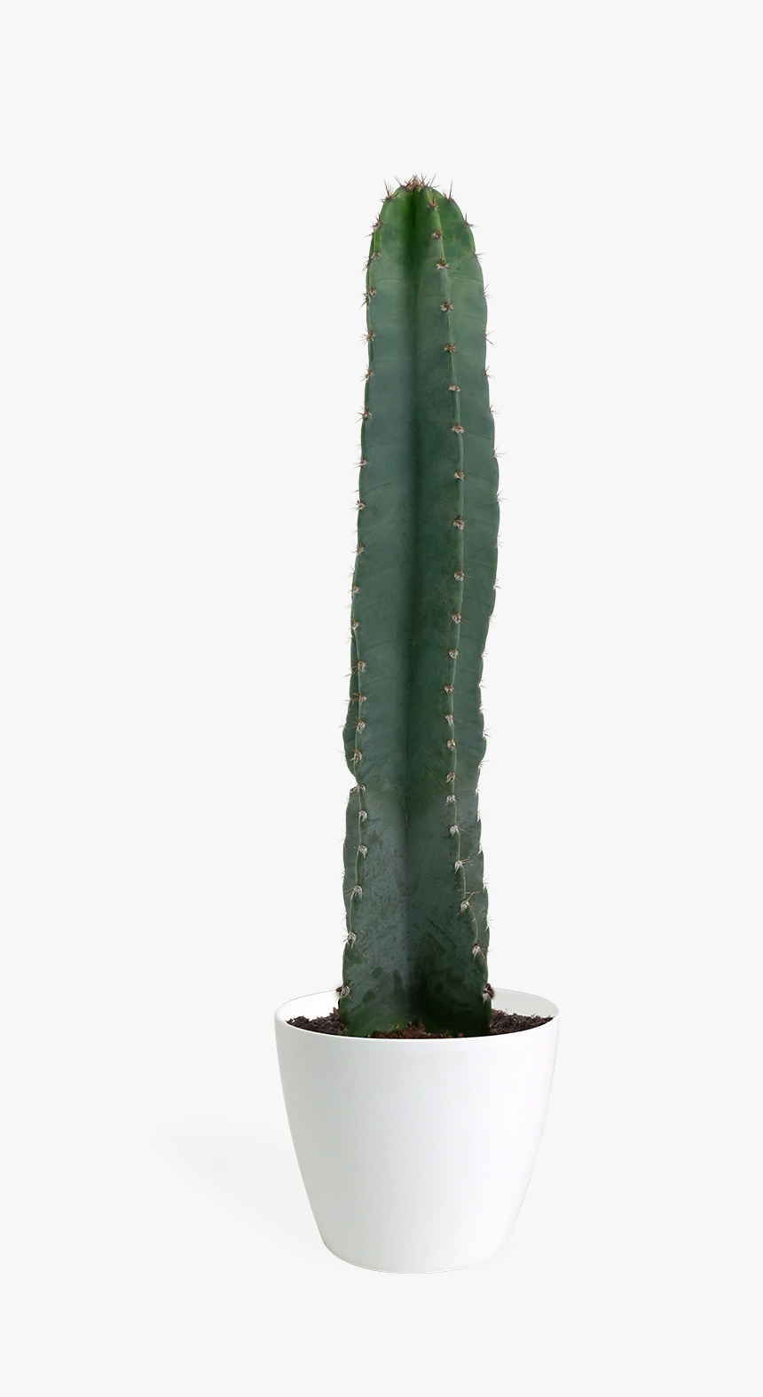 Cactus Cereus Peruvianus Png, Transparent Png, Free Download