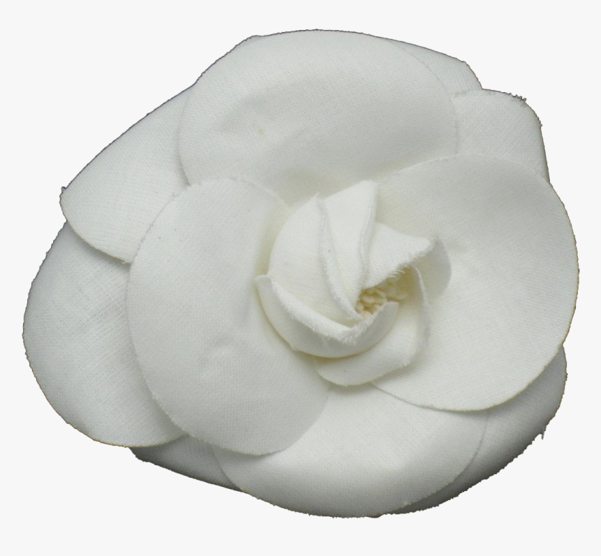 Family,floribunda - Camellia Flower Chanel Transparent, HD Png Download, Free Download