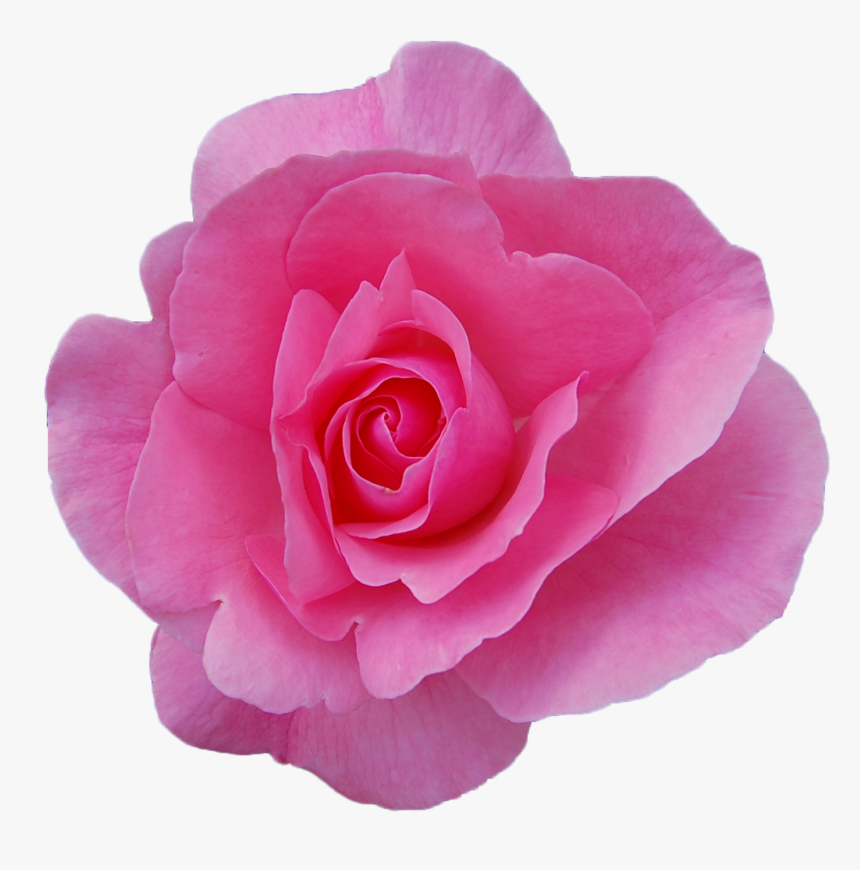 Png Transparent Rose - Damask Rose Png, Png Download, Free Download