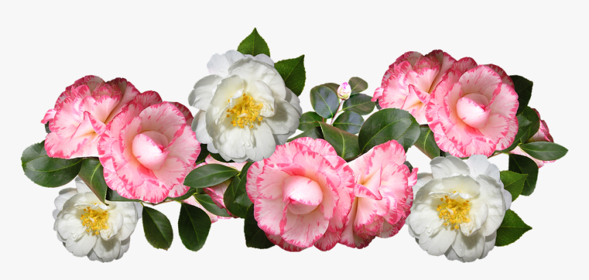 Camellias, Flowers, Arrangement, Decoration - Camelias Png, Transparent Png, Free Download