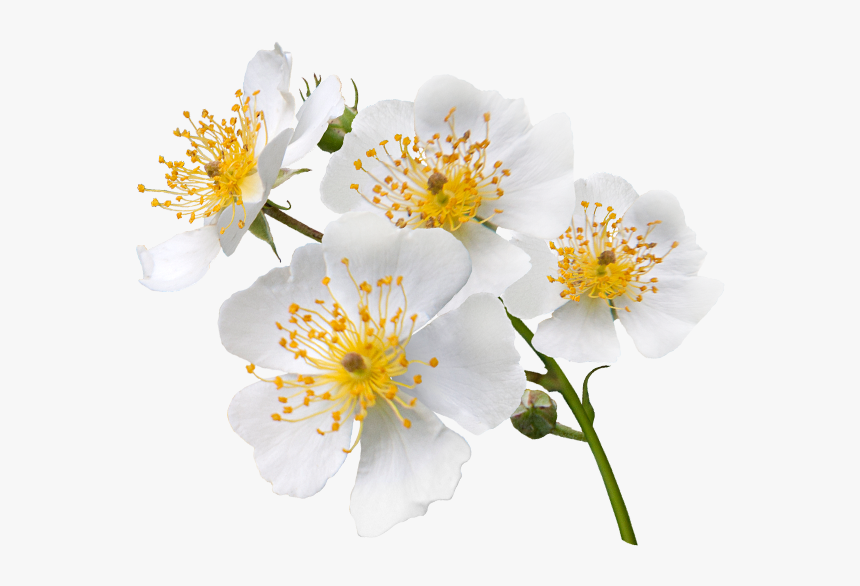 Japanese Wild Rose - Wild Rose Png, Transparent Png, Free Download