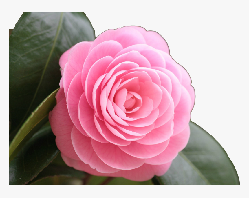 Rose Png Image Rose Full Hd Beautiful Flowers Transparent Png Kindpng