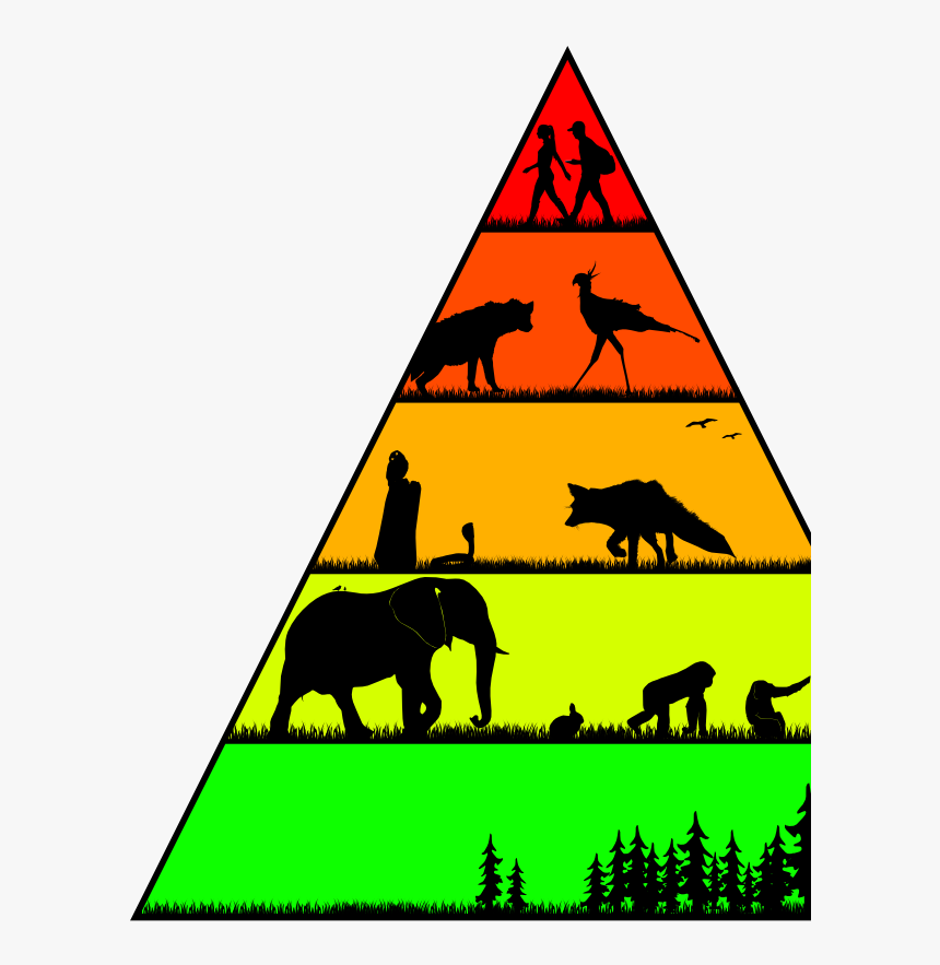 Food Pyramid In The Wild, HD Png Download, Free Download