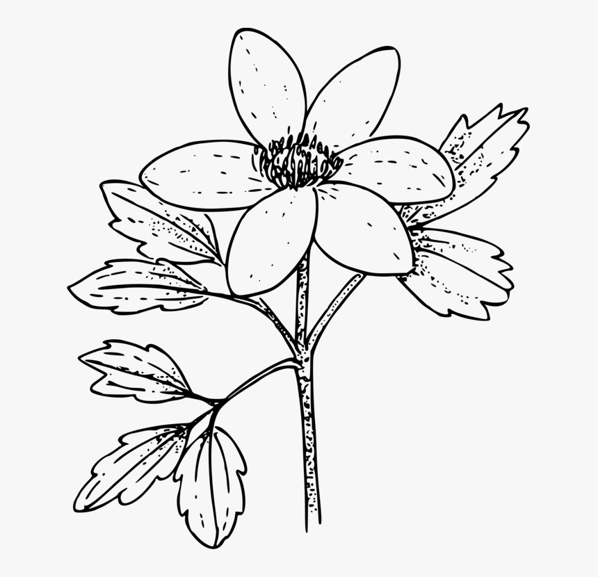 Symmetry,monochrome Photography,petal - Colouring Pages Of Anemone Flower, HD Png Download, Free Download
