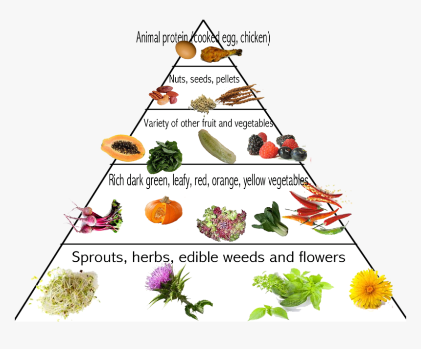 Transparent Food Pyramid Clipart - Cockatiel Food Pyramid, HD Png Download, Free Download