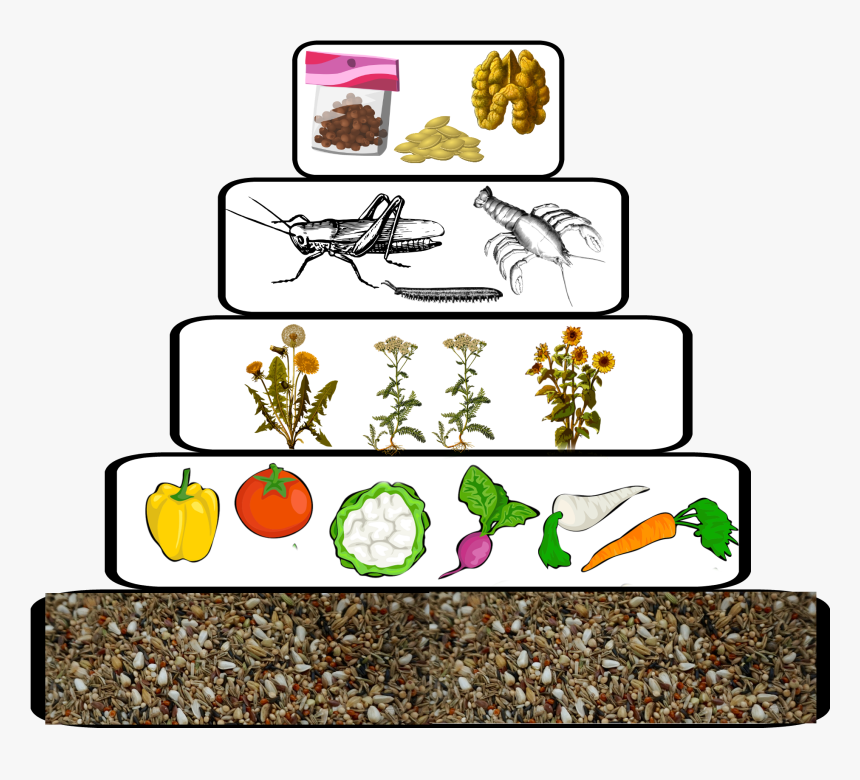 Diet Pyramids - Cartoon - Cartoon, HD Png Download, Free Download