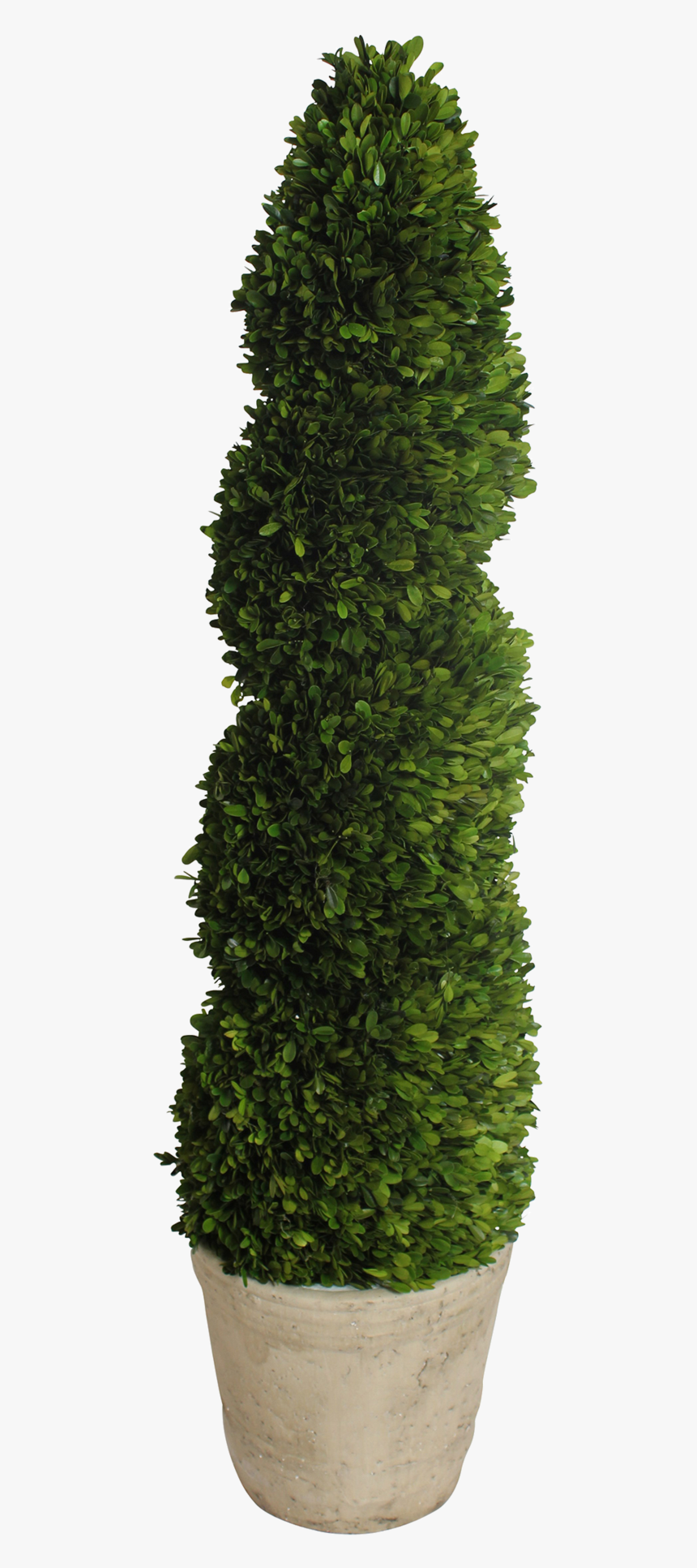 Transparent Topiary Png - Spiral Topiary Png, Png Download, Free Download