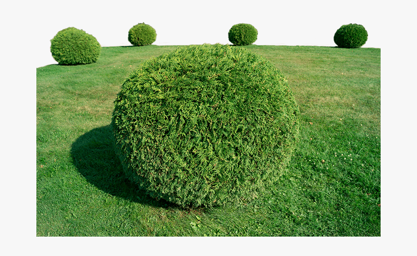 Topiary , Png Download - Jardin Arbuste En Boule, Transparent Png, Free Download