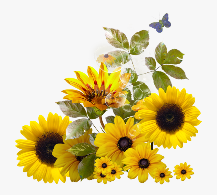 Transparent Free Sunflower Clipart Borders - Border Sunflower With Transp.....