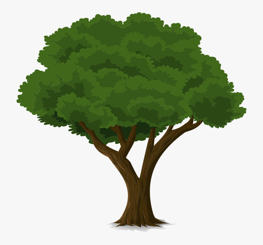 Tree, Forest, Trunk, Nature, Leaves, Branches, Organic - Cây Đa Vector, HD Png Download, Free Download