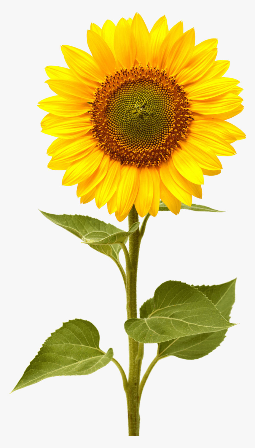 Sunflower - Sunflower Png, Transparent Png, Free Download