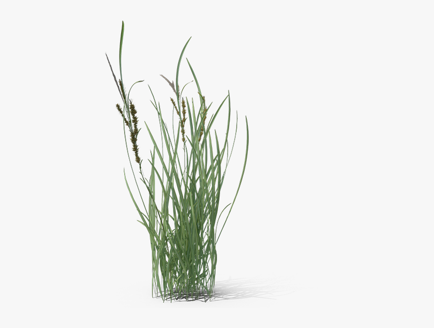 Fountain Grass Png, Transparent Png, Free Download