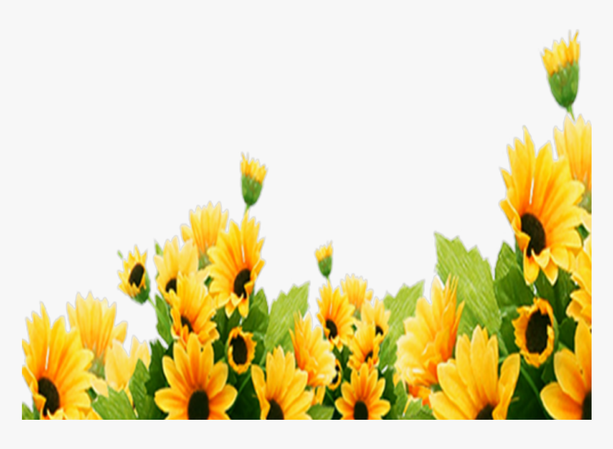 #ftestickers #flowers #sunflowers #border #corner, HD Png Download, Free Download