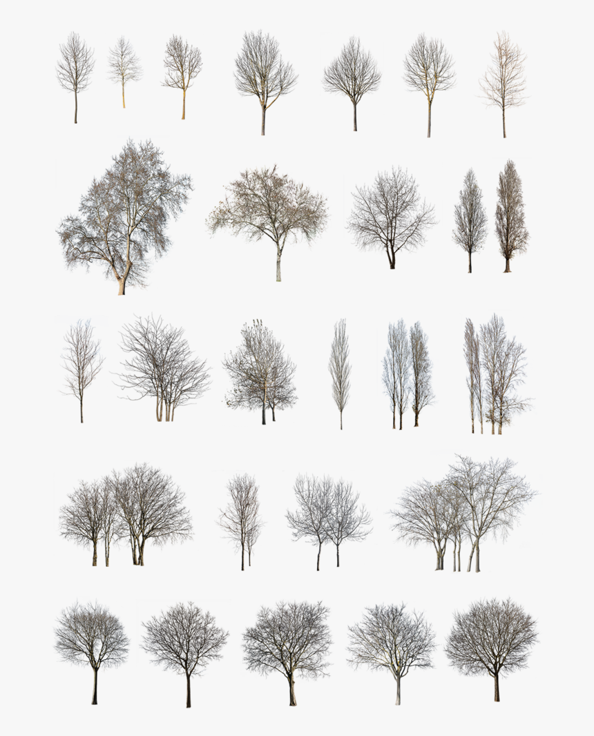 Transparent Topiary Clipart - Landscapes With Winter Trees Png, Png Download, Free Download