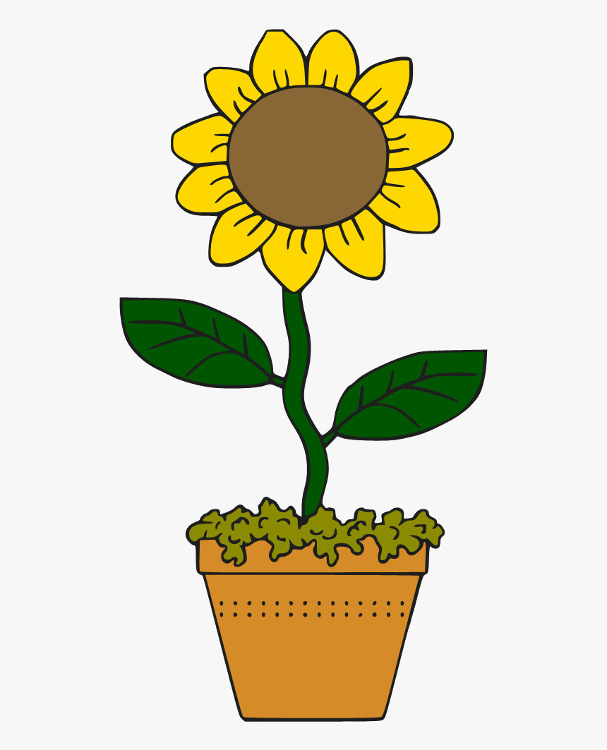 Sunflower Common Cartoon Drawing Clip Art Transparent - Sun Flower Cartoon Png, Png Download, Free Download