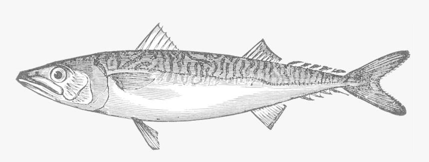 Chub Mackerel Illustration, HD Png Download, Free Download