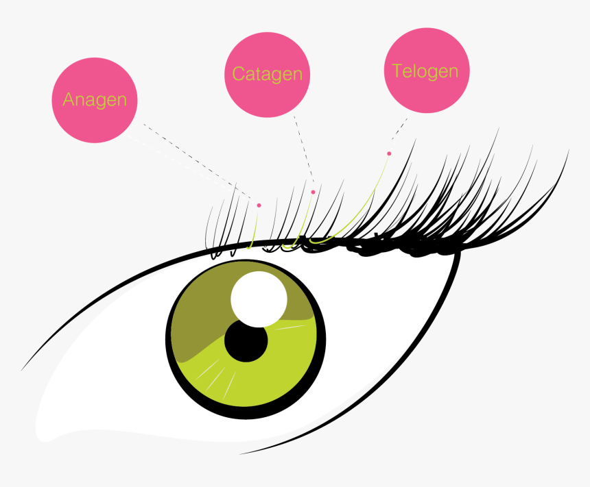 Lash Growth Cycle, HD Png Download, Free Download