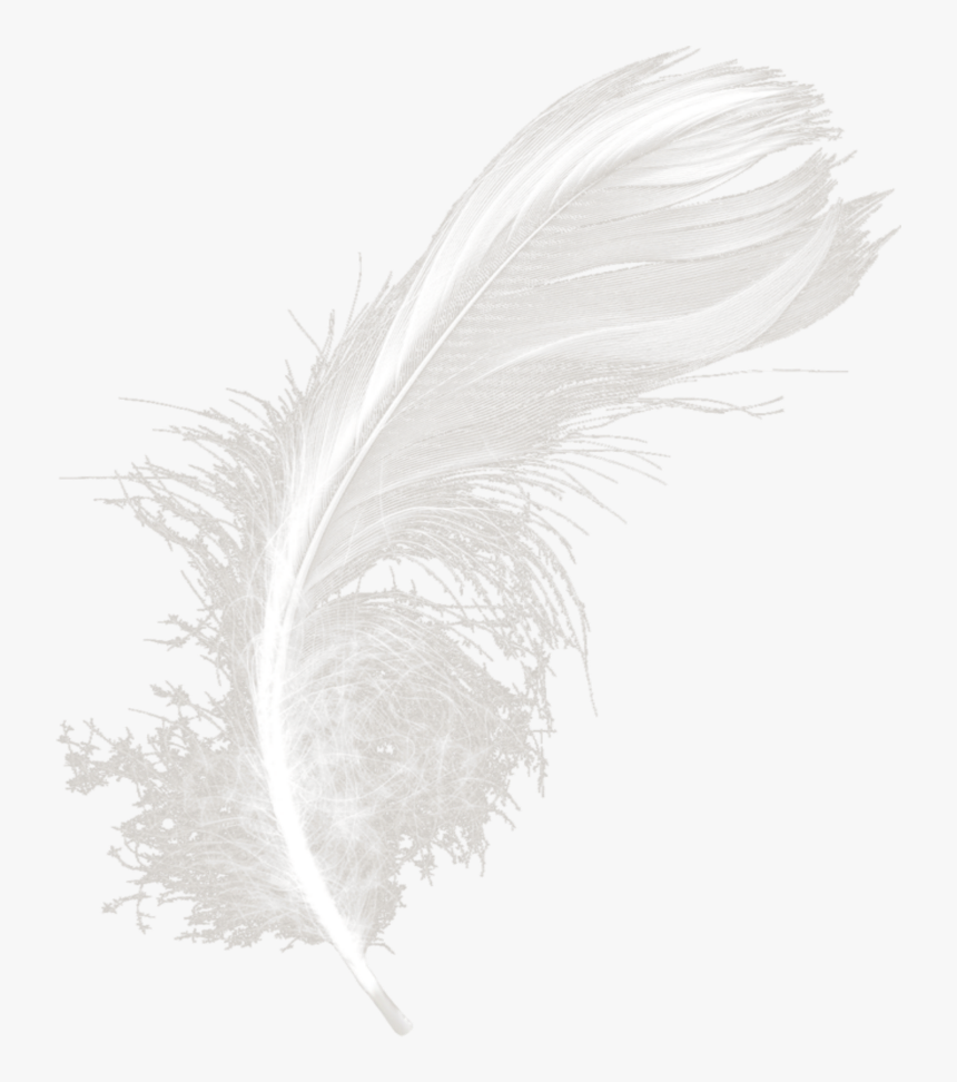 #mq #white #feather #feathers - Monochrome, HD Png Download, Free Download