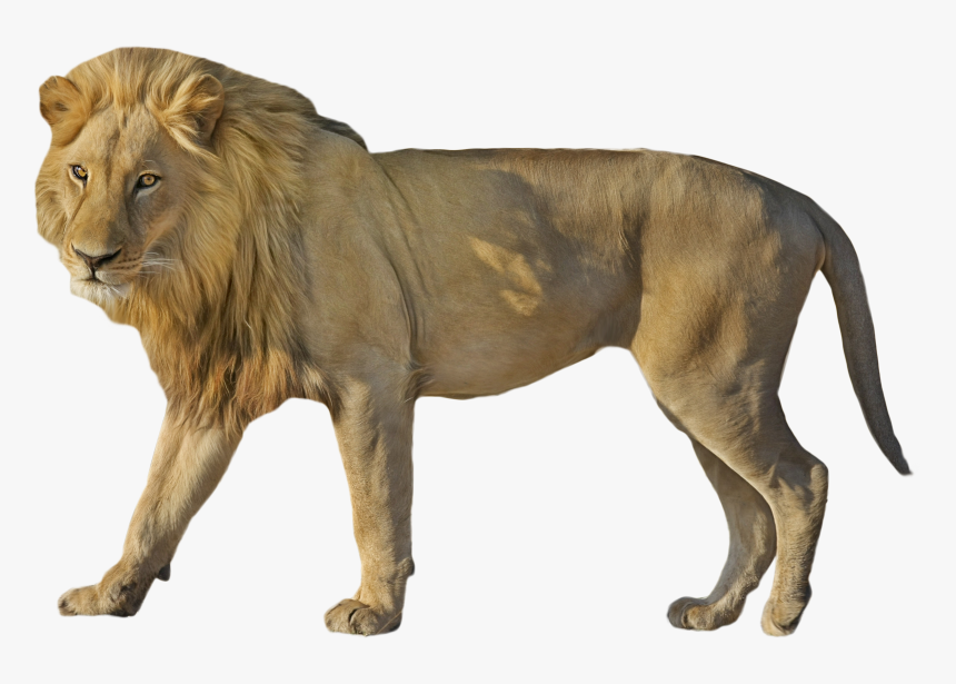 Lion Wildcat Standing - Leon En 4 Patas, HD Png Download, Free Download