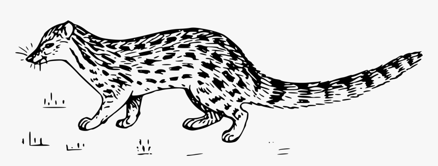 Wild - Sketch Of Civet Cat, HD Png Download, Free Download