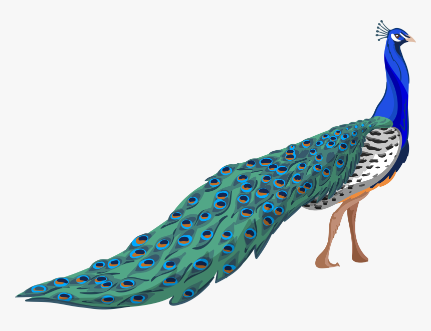 Drawn Peacock Beak - Peacock Png, Transparent Png, Free Download