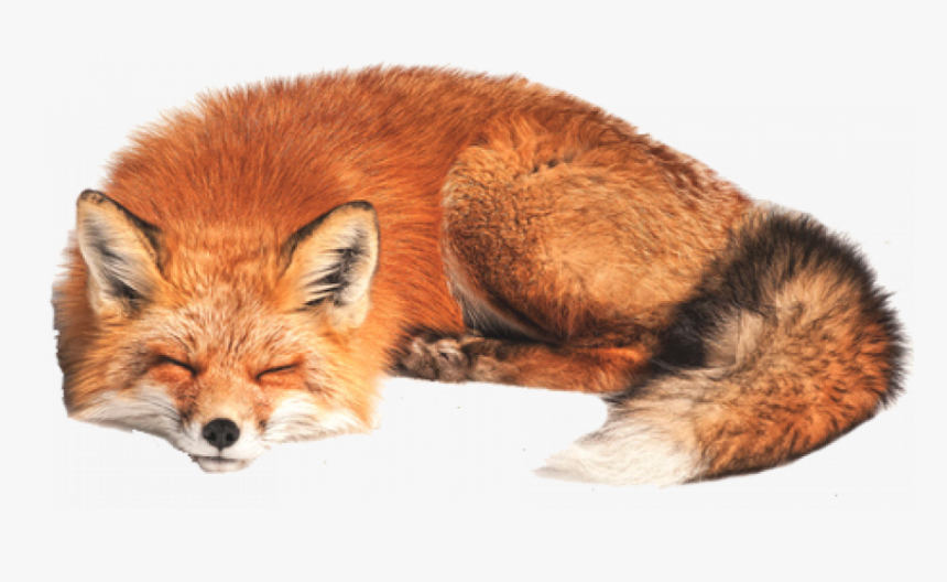 Fox Png, Transparent Png, Free Download