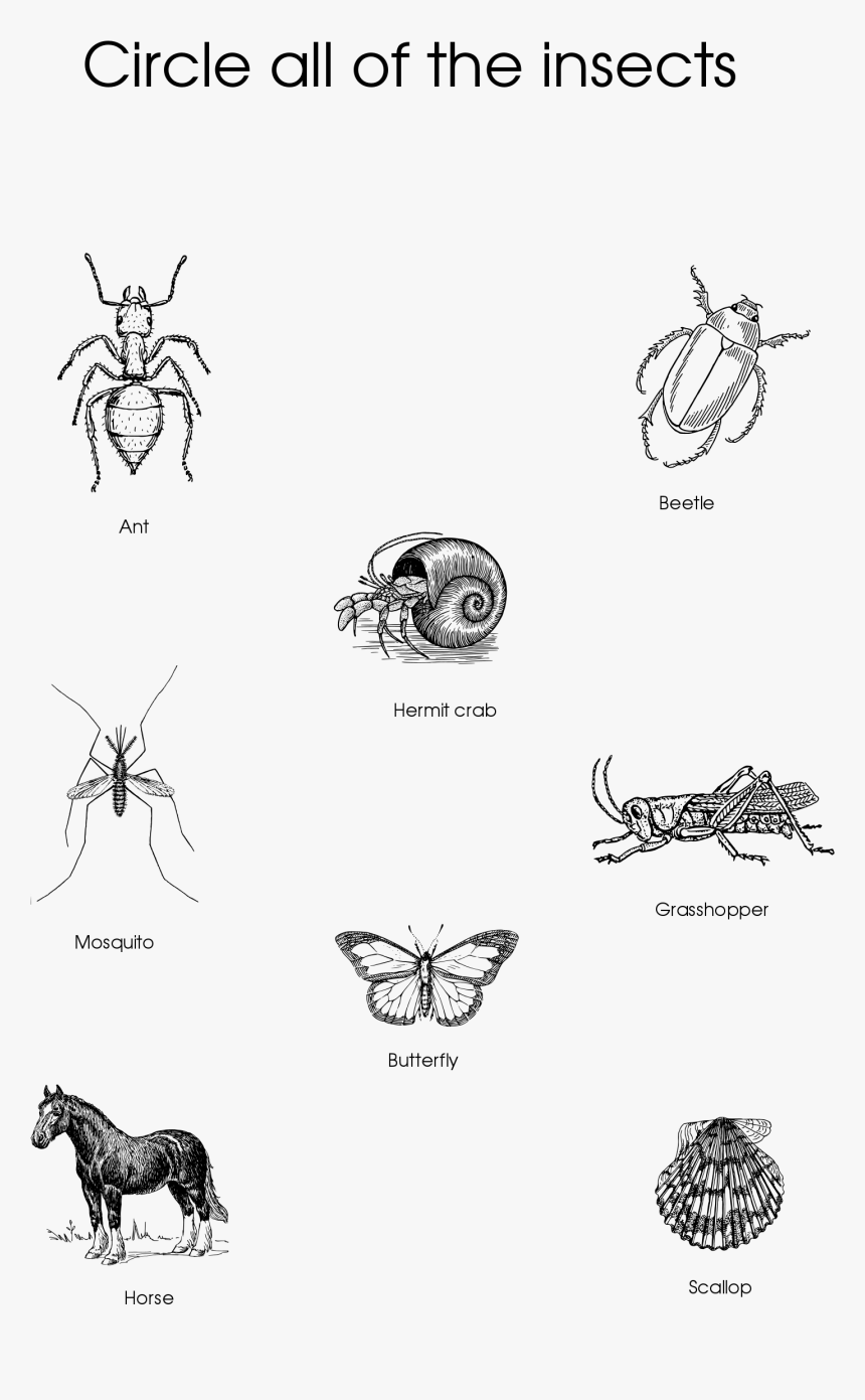 Circle The Insects Worksheet, HD Png Download, Free Download