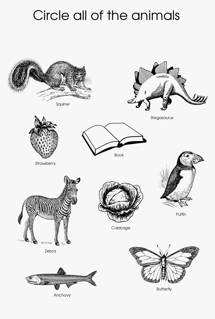 Circle The Animals Worksheet, HD Png Download, Free Download