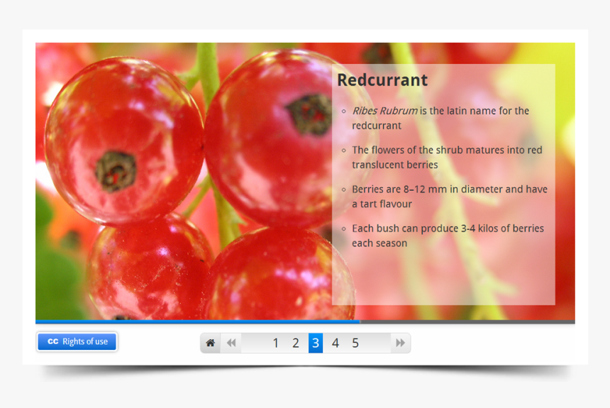 Red Current, HD Png Download, Free Download