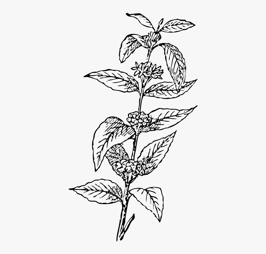 Coffee Plant - Coffee Tree Vector Png, Transparent Png, Free Download