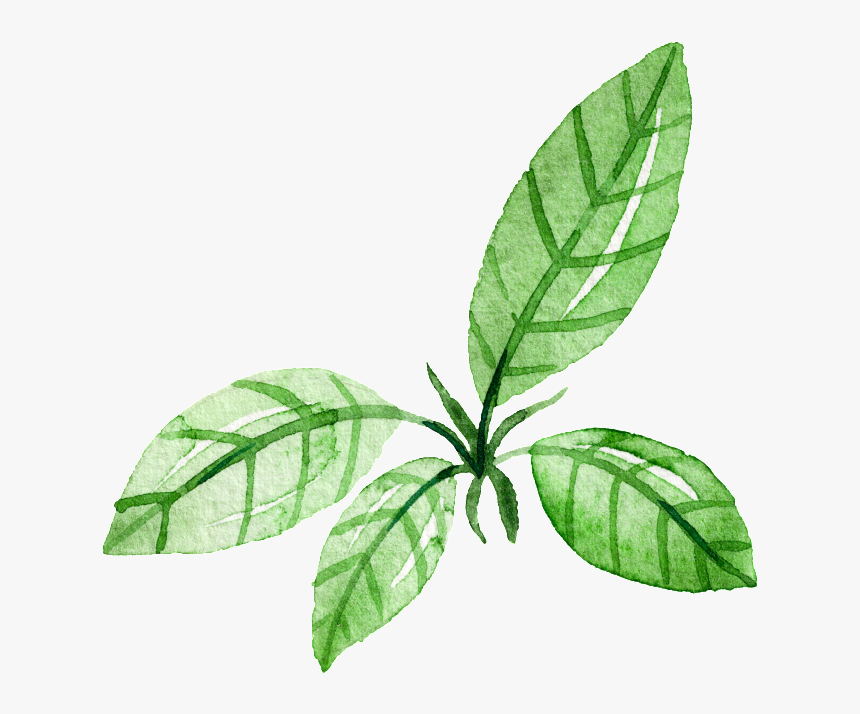 Green Leaf Watercolor Hand Painted Cartoon Transparent - Png Green Leaf Watercolor, Png Download, Free Download